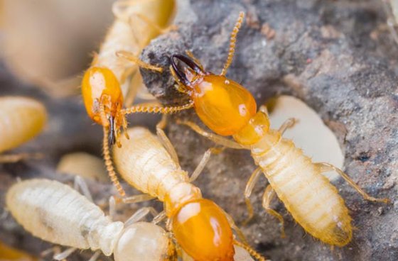 黄胸散白蚁的主要分布在中国哪些地方
