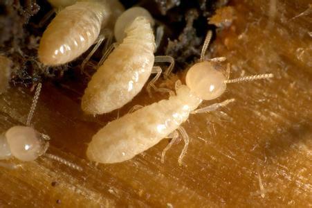 消灭白蚁的常用的两种方法