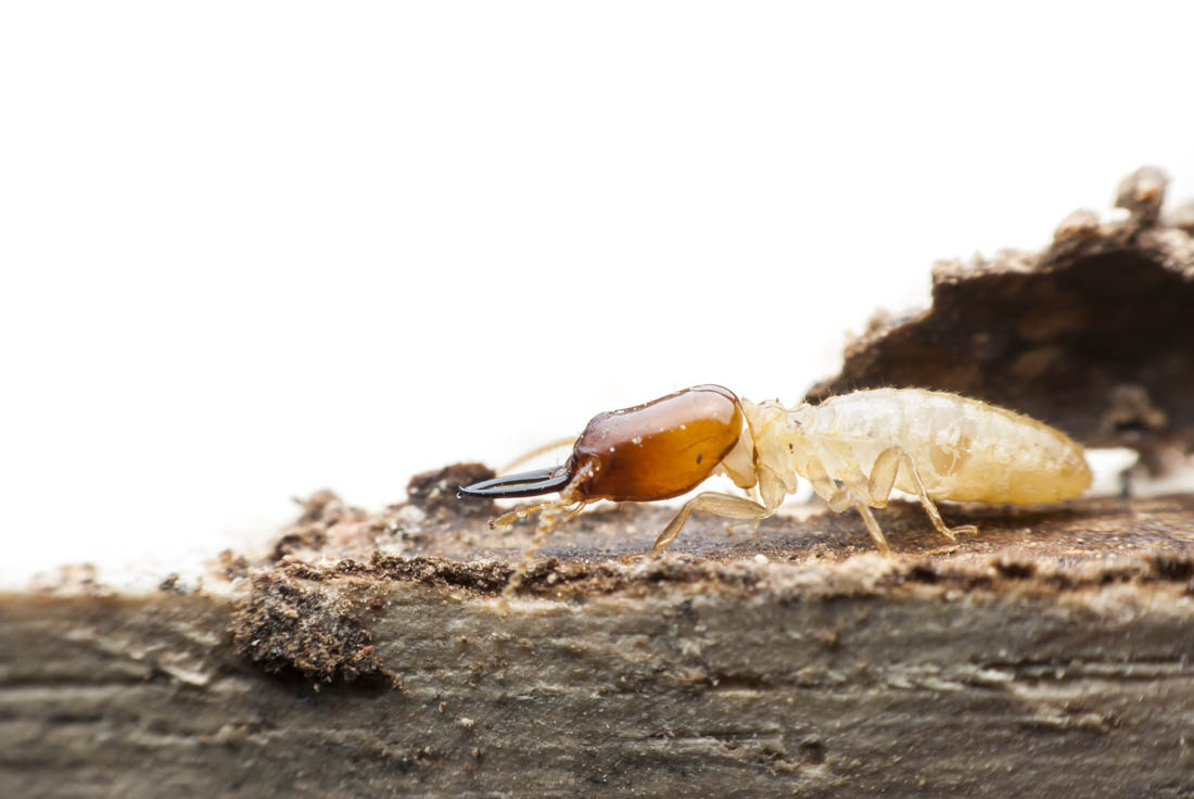 国内常见的白蚁以及其分工和危害