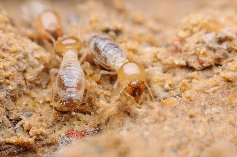 白蚁的种类以及主要危害范围